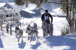 Lenk 2013
